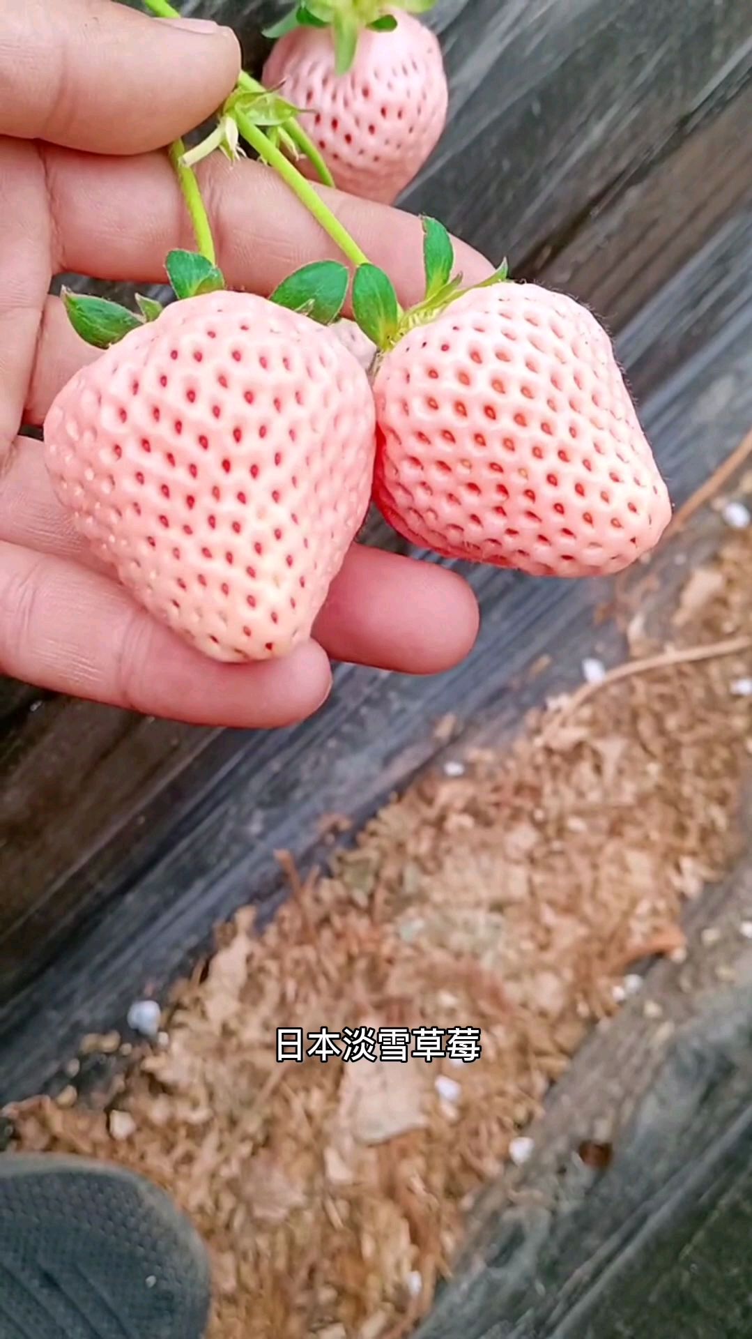 淡雪草莓苗价格,淡雪草莓苗批发基地,淡雪草莓与章姬草莓的对比