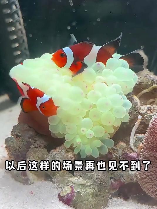 小丑鱼尼莫1