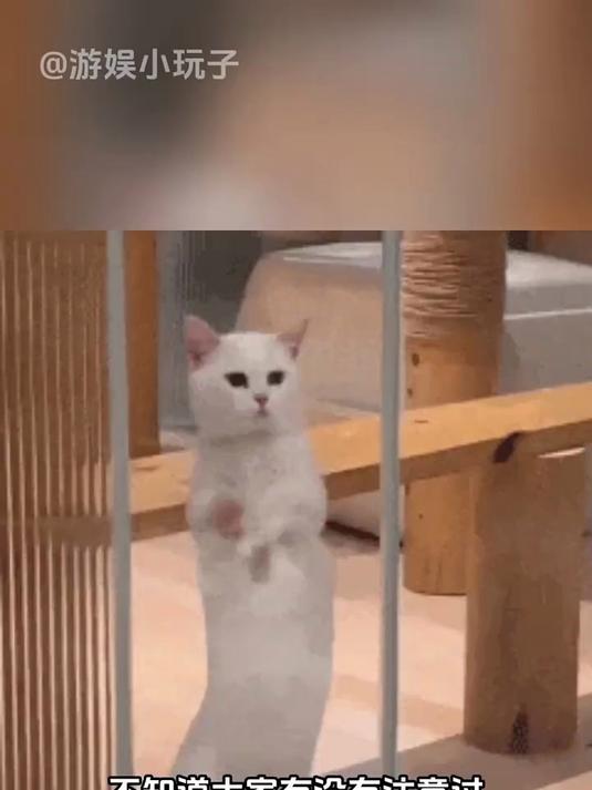 汉顿不愧是来自华夏的半人鱼