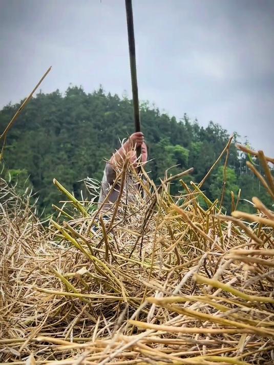 油菜收割的季节田野里弥漫着油菜的气息一粒粒菜籽里承载了太多的