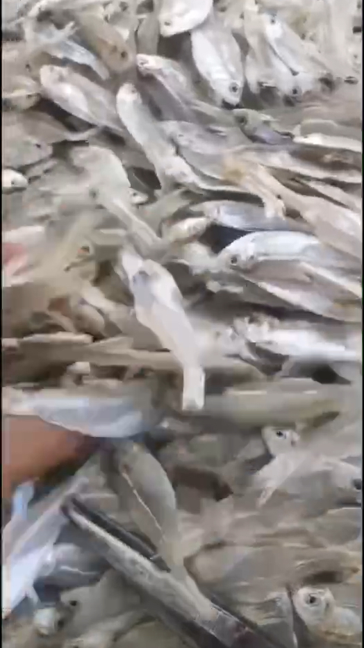 新鲜淡晒车公仔鱼干,煎炒烹炸都非常脆甜