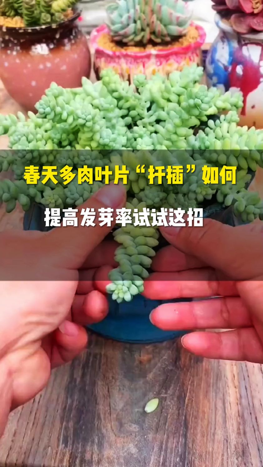 春天多肉叶片“扦插”如何提高发芽率