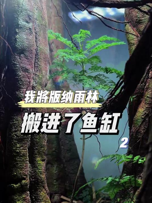 原生森林造景,第二集,鱼缸造景