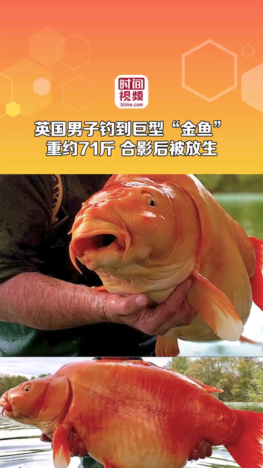 男子钓到71斤巨型金鱼