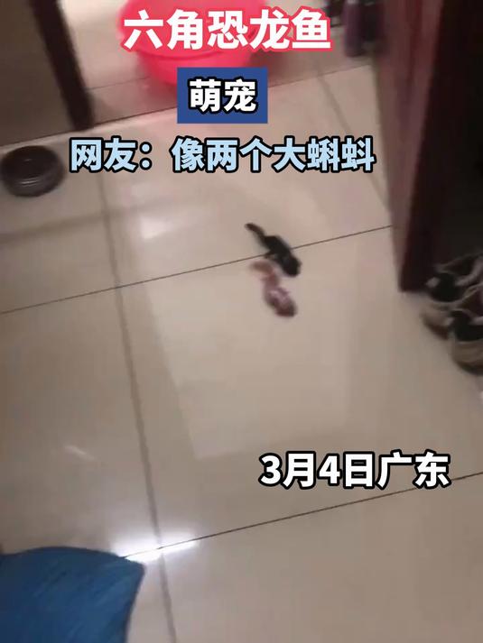六角恐龙鱼,像两个大蝌蚪