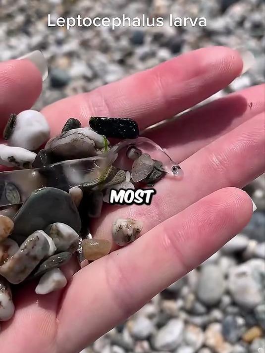 这是一种海鳗的幼鱼,游起来就像透明的带子。海鳗