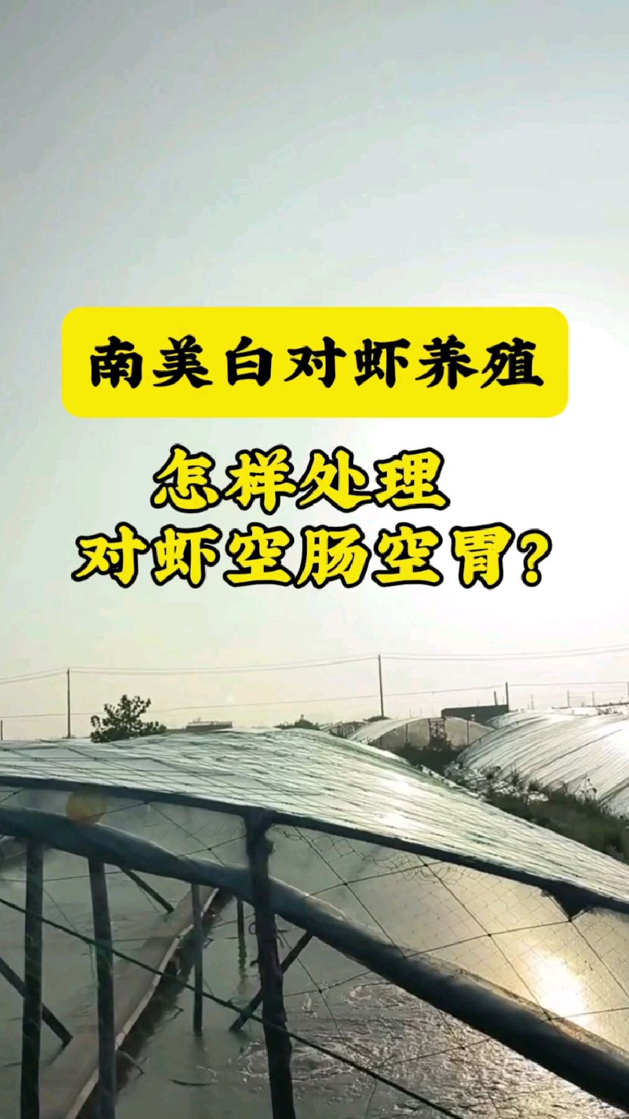 怎样处理对虾空肠空胃?