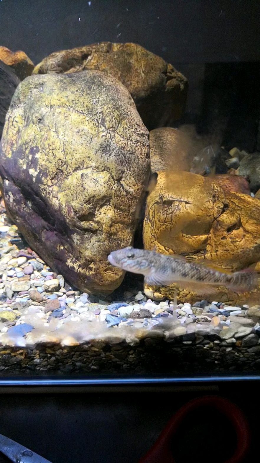 子陵吻虾虎觅食记