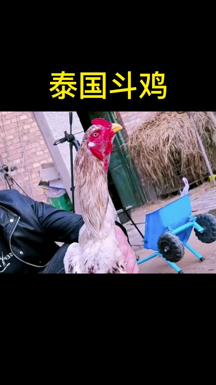 今天来看看泰国斗鸡
