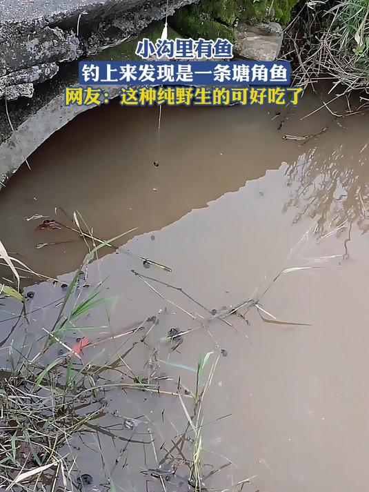 小沟里有鱼,钓上来发现是一条塘角鱼,网友:这种纯野生的可好吃