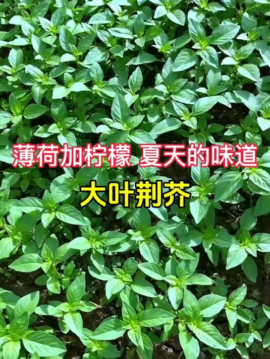 河南人最爱的神秘野菜!味道独特像薄荷,外地人尝一口就难忘