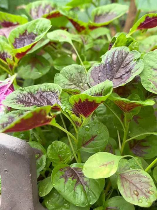 苋菜种子怎么选?播种技巧有哪些?养护要点是什么?