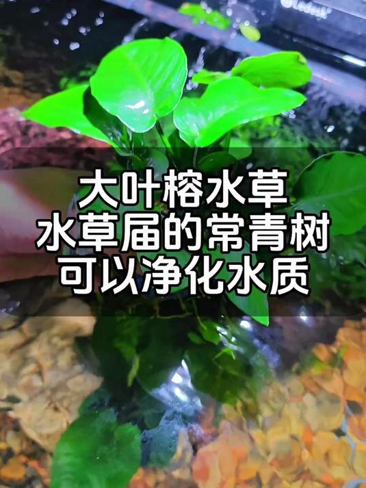大叶巴榕，新手也能养爆缸的水草 #大叶巴榕##阴性水草##懒人水草##鱼缸造景##新手养鱼