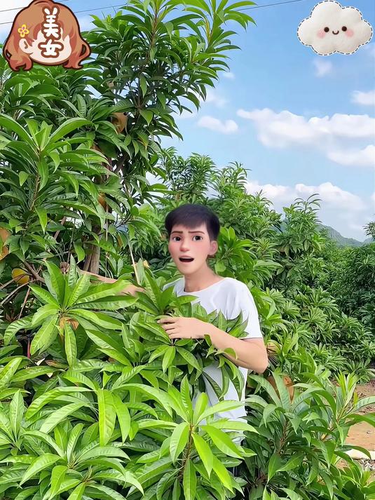 鸡蛋果又叫蛋黄果粉粉糯糯犹如蛋黄般 现摘现发新鲜到家