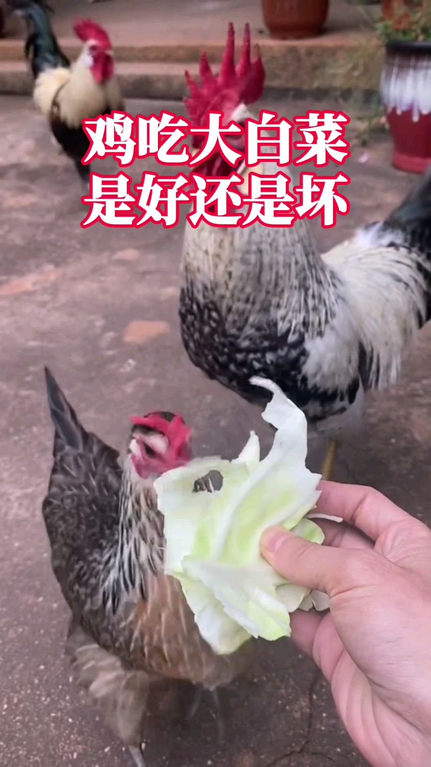 鸡吃大白菜,是好还是坏