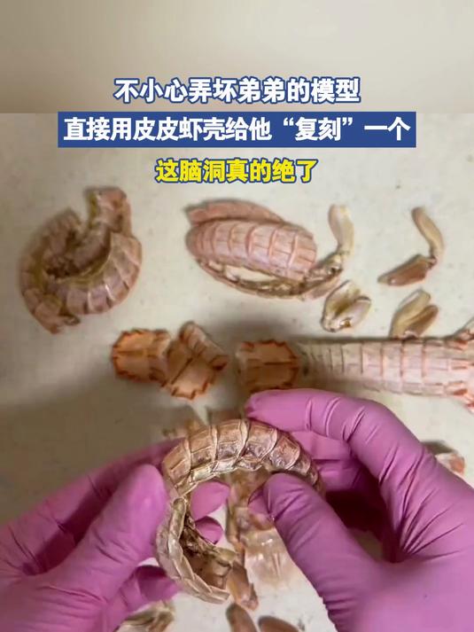不小心弄坏弟弟的模型,直接用皮皮虾壳给他“复刻”一个
