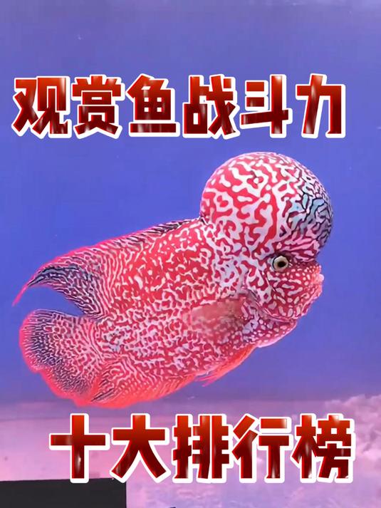 观赏鱼战斗力十大排行榜