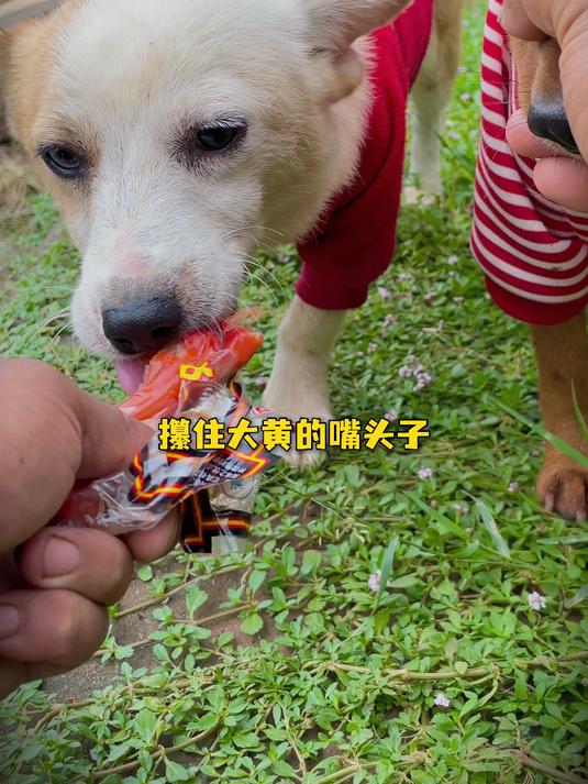 xq250821攥住大黄的嘴头子让它眼巴巴看着异瞳吃鸡爪