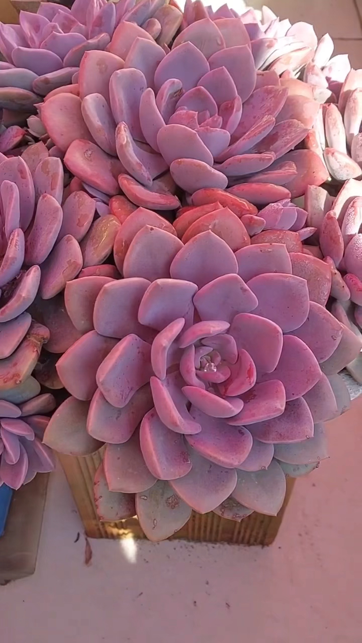 多肉植物黛比的美,你领略到了吗?