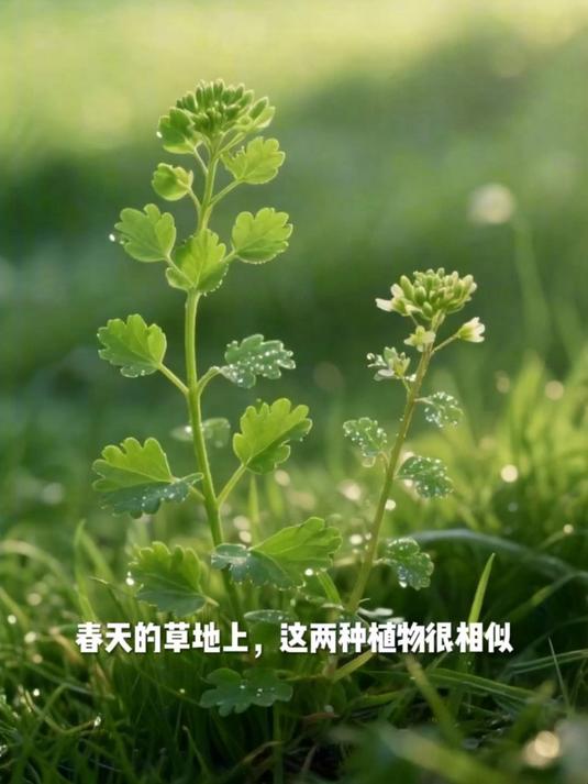 荠菜和碎米荠 看叶子形状就能区分