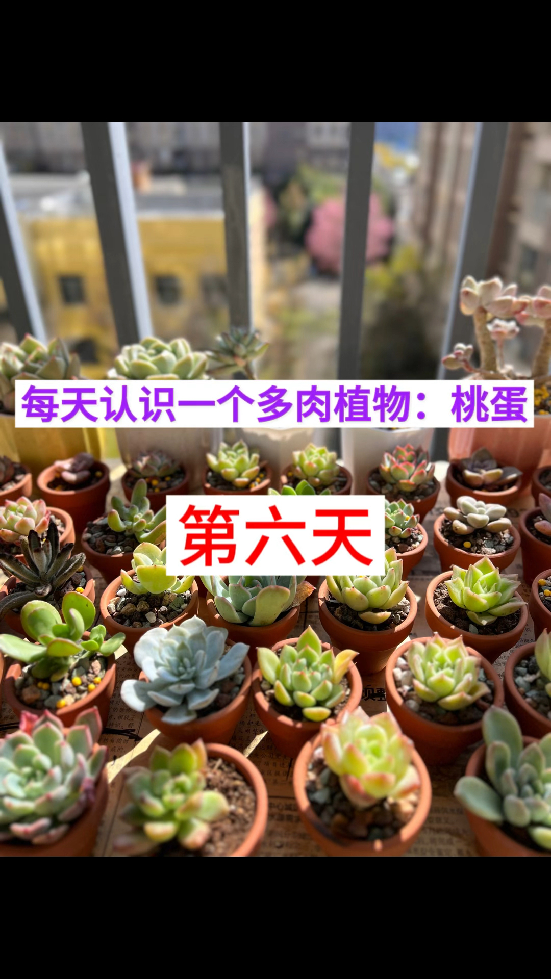 每天介绍一个懒人多肉植物:饺子皮。饺子皮的养殖方法和注意事项!