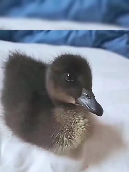 男子听到下水道有声音,打开看发现是小鸭子,全身乌黑特别帅