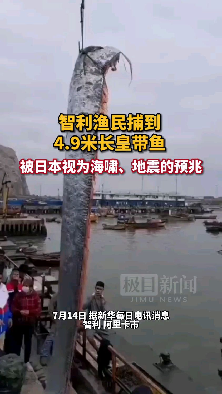 智利渔民捕到4.9米长皇带鱼,体型巨大被起重机吊上(极目新闻)