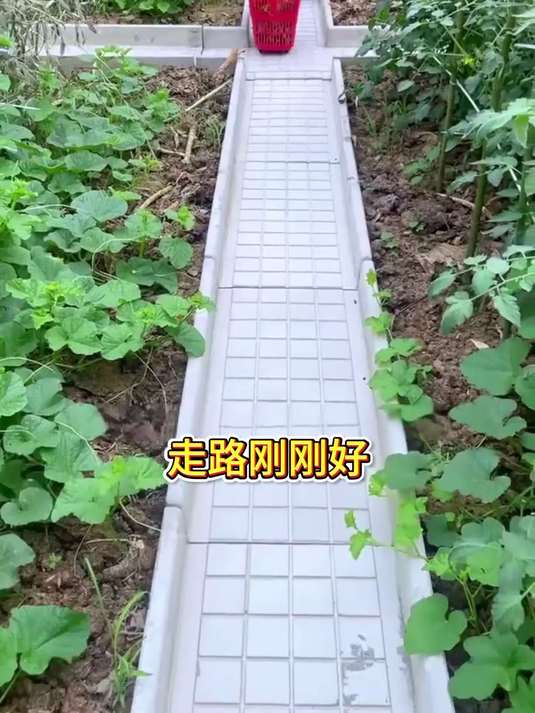 在这个花园式菜园里种菜的感觉真是太美好了