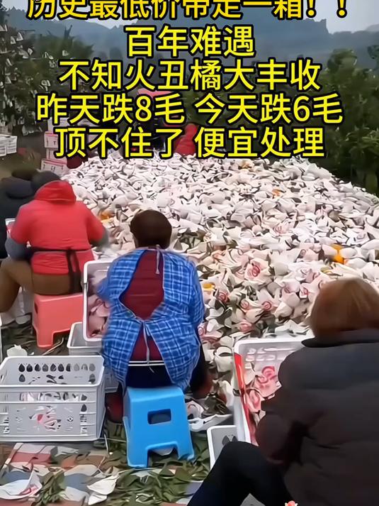 真的太甜了皮薄肉大粒粒爆汁的春见耙耙柑