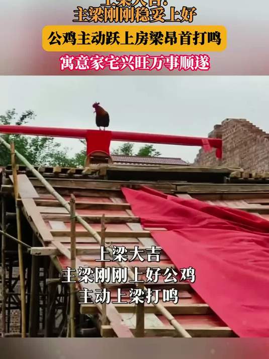 上梁大吉！主梁刚刚稳妥上好，公鸡主动跃上房梁昂首打鸣，寓意家宅兴旺万事顺遂
