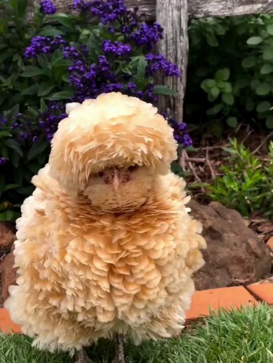 科普14种不同品种的鸡,你都认识其中哪几种?