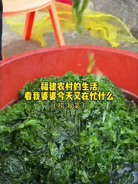 春日海畔，婆媳间的海菜之约