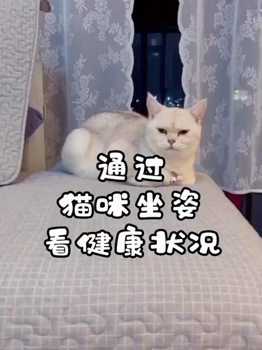 如果猫咪突然喜欢母鸡蹲 铲屎官一定要观察一下猫咪的健康状况哦