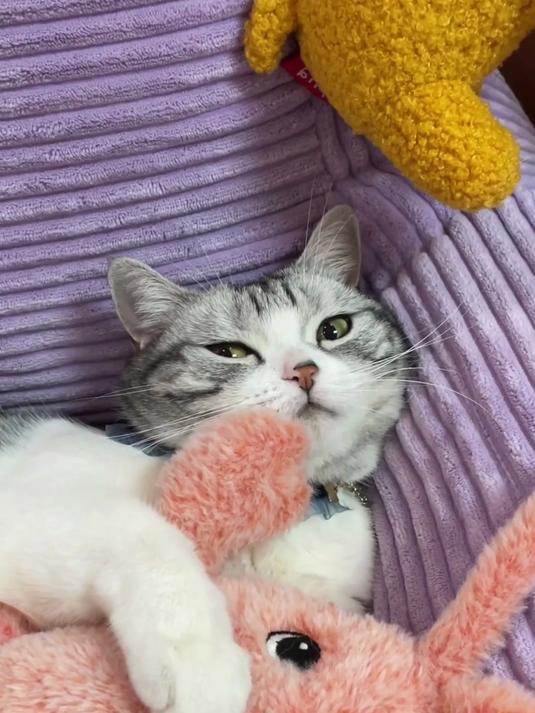 好久没带泡芙出门！趁着假期去玩耍，猫咪的快乐原来这么简单