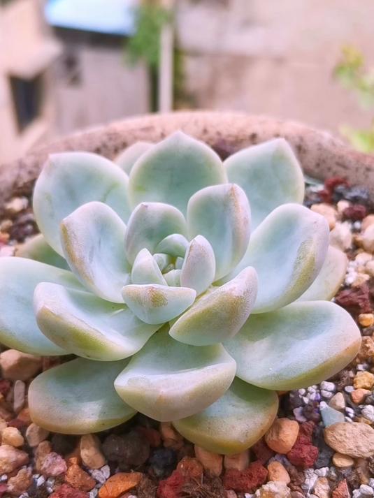 总感觉我这盆多肉冰玉的状态不对，也不知是晒伤了还是闷根了！