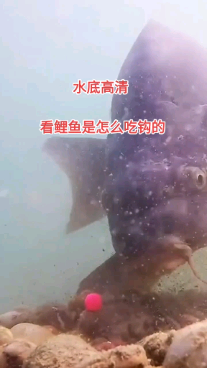 高清水下拍摄鲤鱼上钩全过程