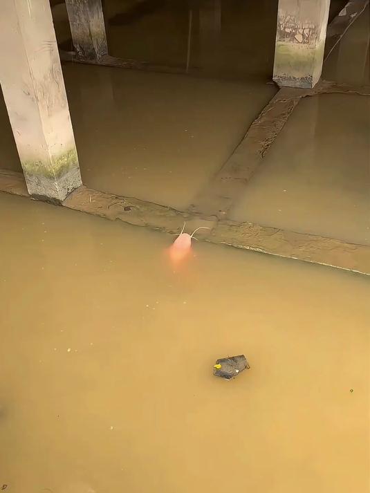 红色的鲶鱼