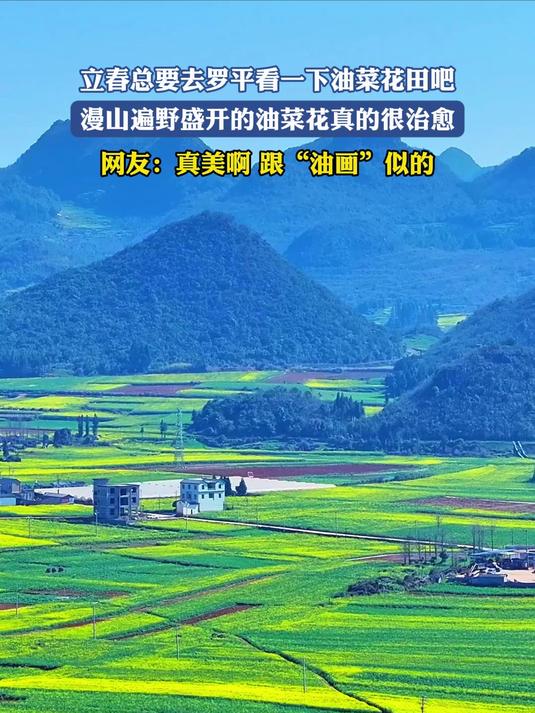 立春总要去罗平看下油菜花田吧，漫山遍野盛开的油菜花真的很治愈
