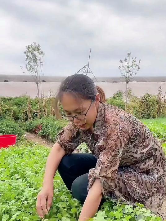 餐桌调味王,小叶香菜种热卖开抢