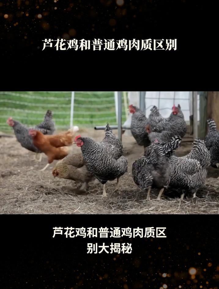 芦花鸡和普通鸡肉质区别!芦花鸡VS普通鸡:谁更胜一筹?