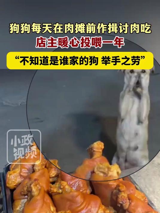 12月3日（发布），山东德州。狗狗每天在肉摊前作揖讨肉吃，店主暖心投喂一年，“不知道是谁家