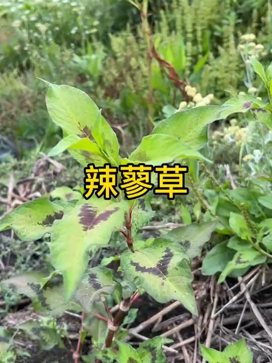 辣蓼草,也叫醉鱼草,抓鱼的时候你们有用过吗?