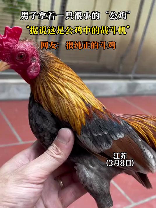 男子拿着一只很小的“公鸡”,“据说这是公鸡中的战斗机”