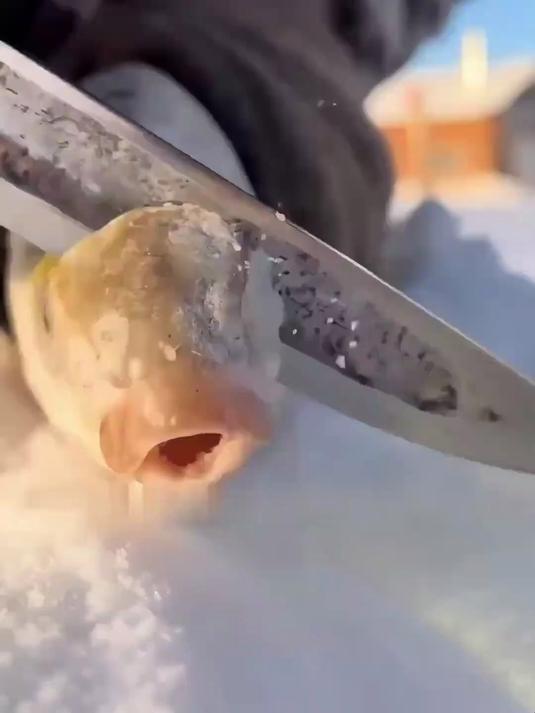 零下80度钓鱼，活鱼出水就冻熟，当地人切片当雪糕吃！