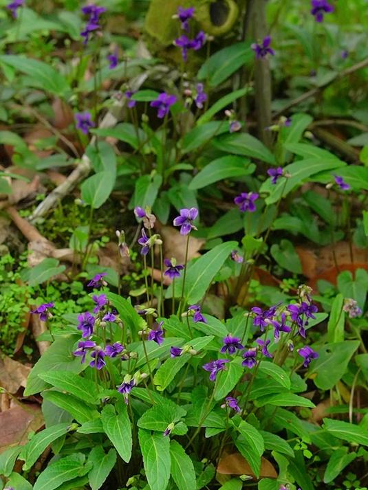 挖野菜的过程治愈解压包成五彩斑斓的野菜饺子 尝一口春天的味道