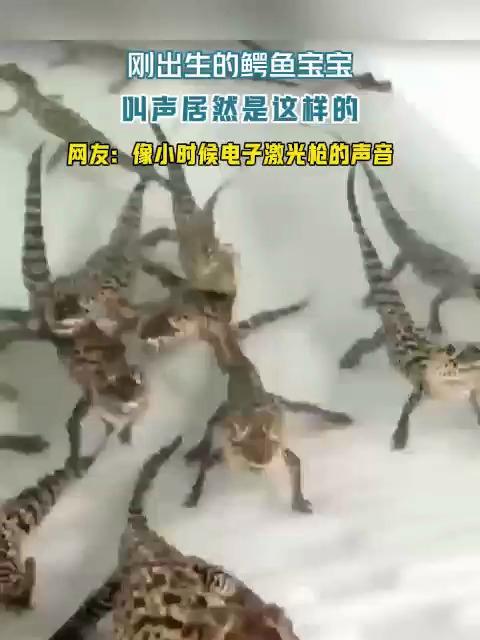 刚出生的鳄鱼宝宝 叫声居然是这样的