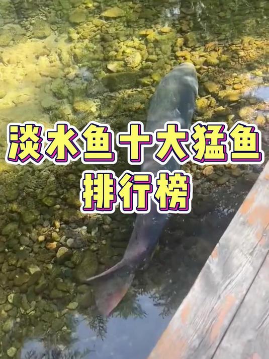 淡水鱼十大猛鱼排行榜