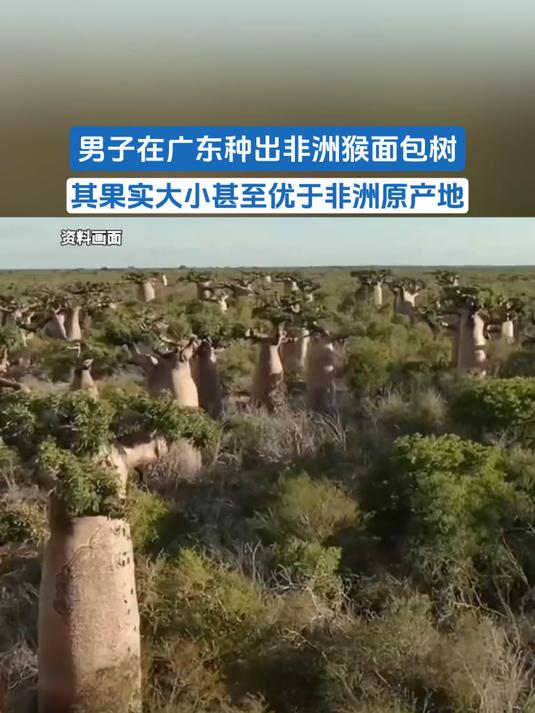 男子在广东种出非洲猴面包树,其果实大小甚至优于非洲原产地