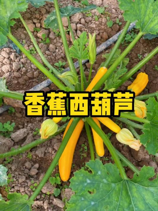 能当水果吃的蔬菜西葫芦生吃营养更丰富