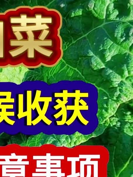 大白菜什么时候收获有什么注意事项